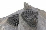 Detailed Hollardops Trilobite - Excellent Eye Facets #221037-1